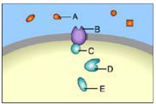 C) carry out functions in the nucleus after binding to a receptor in the cell membrane. D) A and C. E) A, B, and C. 12. A signal molecule is also known as a(n).