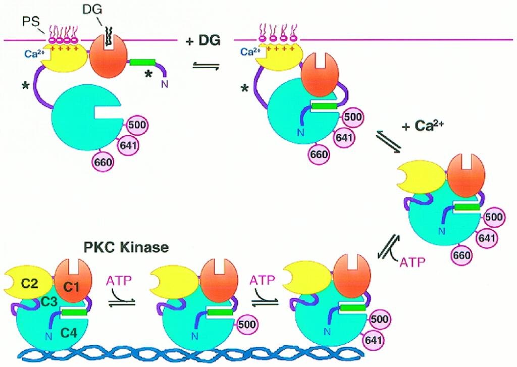 Protein Tyrosine Kinases (PTK) Phosphorylates at a tyrosine residue only Several kinds of cancer are mutated versions of tyrosine kinases 2 classes; receptor or cytosolic Receptor tyrosine kinases -