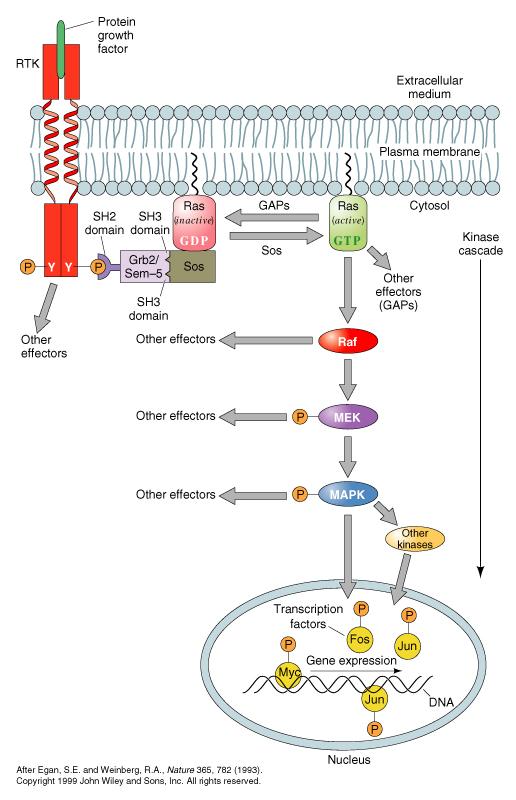 Each of the three forms of MAP kinases ERK, JNK and p38 are activated by different mechanisms. ERK (also commonly referred to as MAPK) is activated by G proteins and most growth factors.