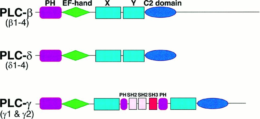 CaMKII is a complex of about 12 subunits   Ca binding to calmodulin activates the kinase by relieving it s pseudosubstrate in a fashion similar to that of PKA.
