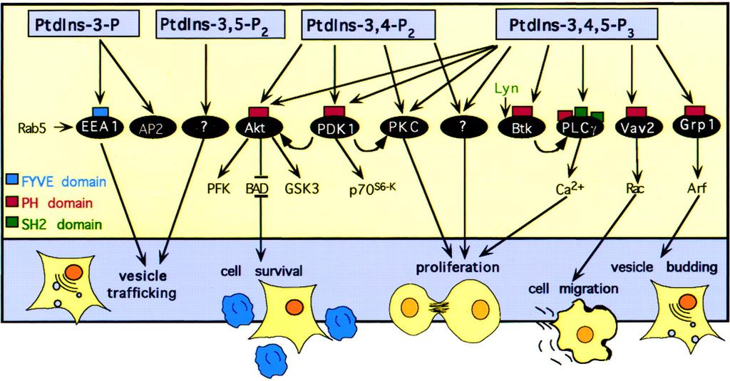 PLC inactivation: Additional phosphorylation of PLC leads to inhibition and down regulation of PLC signal - by either PKA or PKC The phospholipase A2 (PLA2) enzymes hydrolyze fatty acid from the sn-2