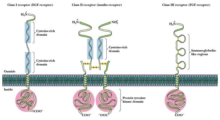 Receptors with integral enzyme activity Most receptors of this class are - single pass receptors - guanylate cyclase (GTP - > cgmp) responsible for vasiodilation - protein tyrosine kinase (tyrosine +