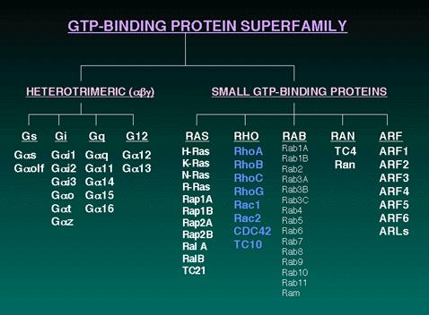 Small G proteins - Monomeric guanine nucleotide-binding proteins of 20-25 kda molecular mass.