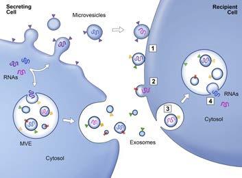 3 via extracellular vesicles via chemical messengers Target cells Endosome Initiator (secreting) cell Multivesicular Element Budding of microvesicles and/or exocytosis of exosomes