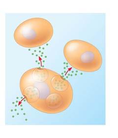 messengers 1. Release: initiator cell secretes (exocytosis) a chemical messenger (signal molecules).. Reception: messenger molecules bind to receptors (binding s) on target cells.