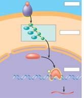 7 Mechanisms of Messenger Action Bind to membrane receptors on cell surface rimary effect: turn s on/off Δ activity of cell.