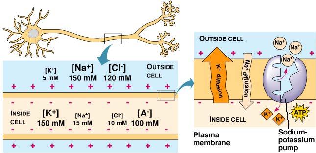 Membrane potential: Voltage (millivolts) across plasma membrane.