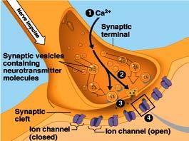 Synaptic Transmission: Reception Released Ts (signal molecules) diffuse across synaptic cleft.