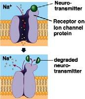 If K + or Cl gates! hyperpolarization! inhibition. eurotransmitter inactivated to end transmission.
