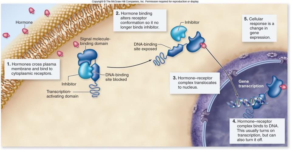 Intracellular Receptors A steroid receptor has 3 functional domains: 1. hormone-binding domain 2.