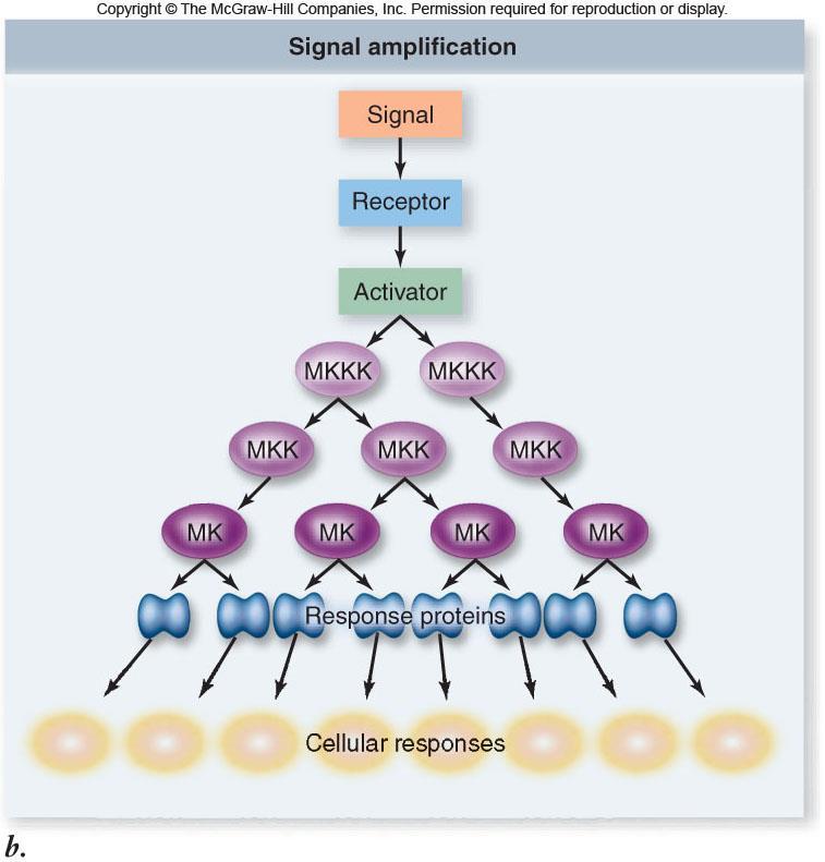 Figure 9.8b Transduction: Second Messengers Once activated, the effector protein sometimes produces a second messenger.