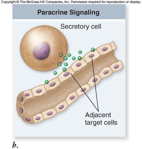 adjacent cell Cell Communication Paracrine signaling