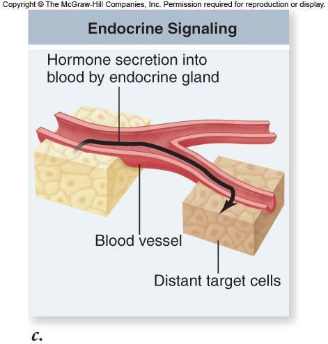 Cell Communication Endocrine signaling hormones (ligands)