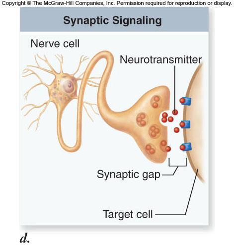 Communication Synaptic signaling nerve cells release the signal