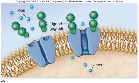Receptor Types There are 4 subclasses of membrane