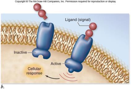 Ion channel linked receptors ion channel that opens in
