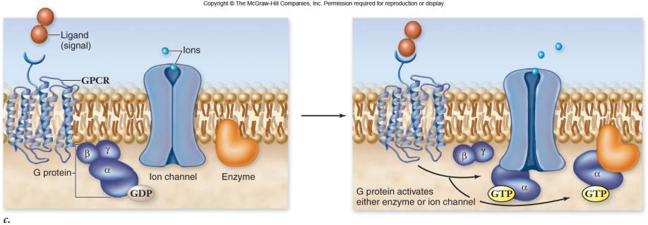 Enzymatic receptors receptor is an enzyme that is