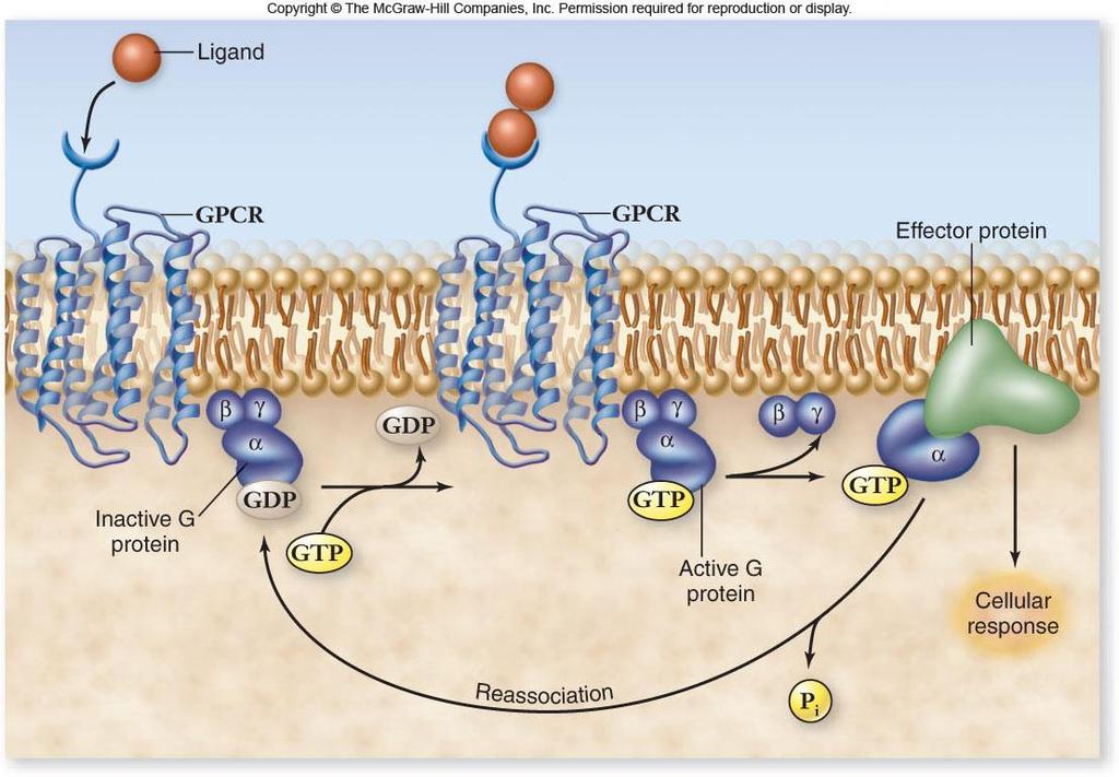 G-Protein Coupled Receptors G-protein protein bound to GTP G-protein-coupled receptor (GPCRs) receptors bound to G proteins