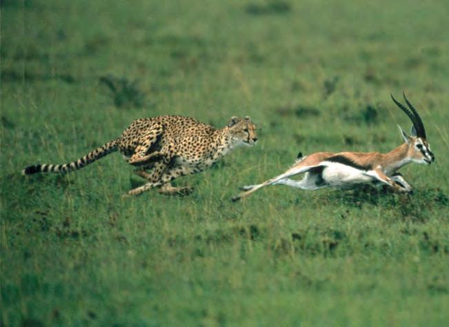 11 Cell Communication KEY COCETS Figure 11.1 How does cell signaling trigger the desperate flight of this gazelle? 11.1 External signals are converted to responses within the cell 11.