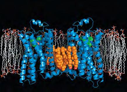 Figure 11.8 IMACT Ion Channel Receptors A ligand-gated ion channel is a type of membrane receptor containing a region that can act as a gate when the receptor changes shape.