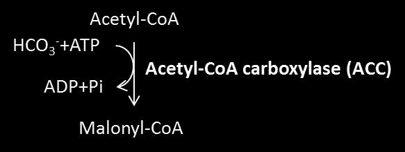 3.2. Fatty acid biosynthesis: Fatty acid degradation: 3.3. Fatty acid biosynthesis: Allosteric, covalent and