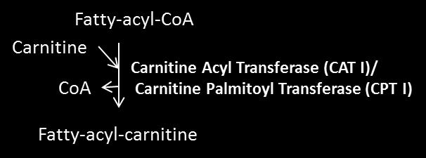 Allosteric activators Allosteric inhibitors Acetyl-CoA carboxylase Citrate, malonyl-coa Palmitoyl-CoA Carnitine Acyl