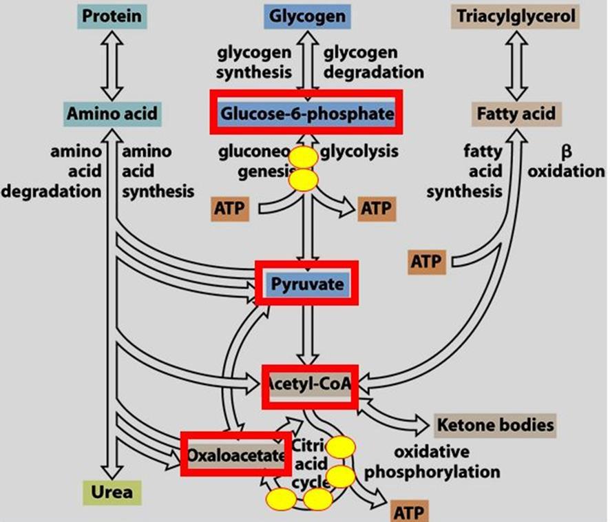 10.8. Describe the metabolic fates of acetyl-coa and the significance of these fates. Answers: 10.1. Schematic diagram representing the integration of major metabolic pathways in terms of fuel