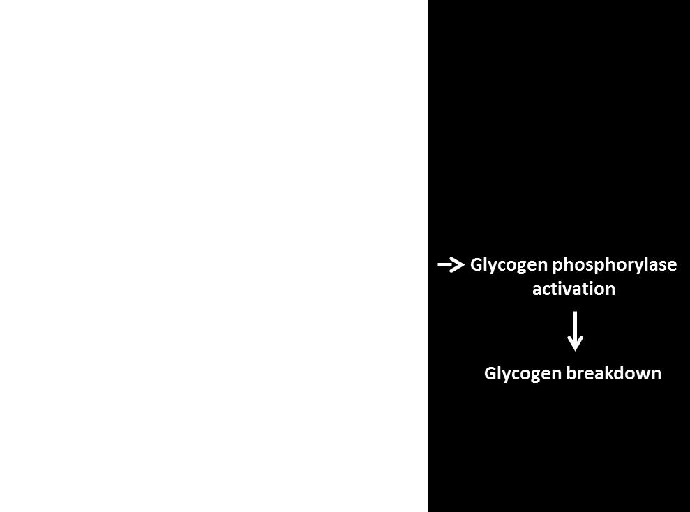 Another way of inhibiting the adenylate cyclase is the release of a signal from the gland bind to the alpha subunit I of Gi-protein.