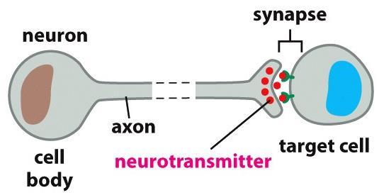 Signaling Molecules and Their Receptors Neurotransmitters carry signals between neurons or from neurons to other target cells.