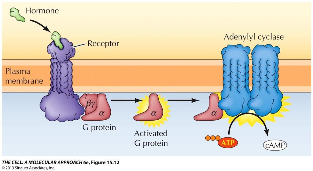 Functions of Cell Surface Receptors A G protein is an