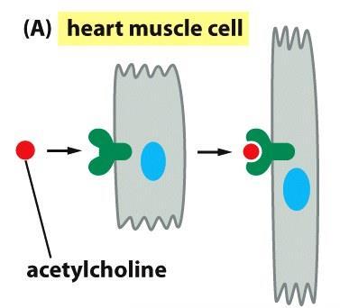 Functions of Cell Surface Receptors Heart muscle cells have a different