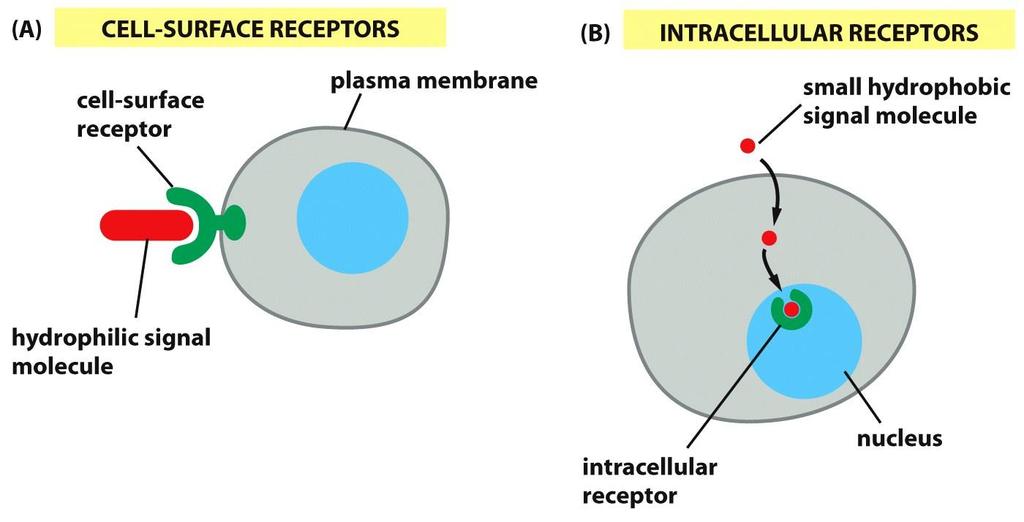 Signaling Molecules and Their Receptors Signaling molecules differ in modes of action: Some cross