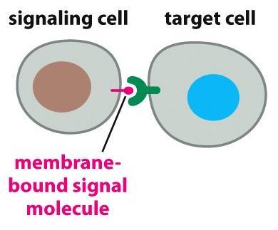 Signaling Molecules and Their Receptors Modes of cell signaling include: Direct cell-cell signaling direct interaction of a cell with its neighbor,