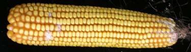 Analysis of the maize genetic variability for tolerance to
