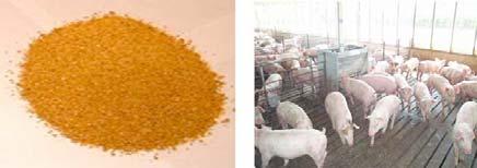 Results Feeding Phase II and Phase III nursery diets containing up to 25% DDGS: Had no effect on ADG, ADFI, F/G for pigs weaned at 19 d of age and weighing at least 15 lbs Linearly reduced ADG and