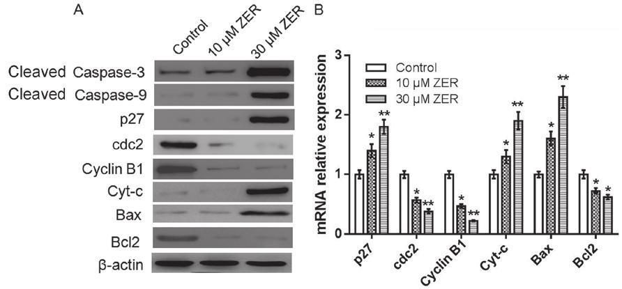 ONCOLOGY LETTERS 15: 7603-7610, 2018 7607 Figure 3. Zerumbone inhibits migration and invasion in HepG2 cells. (A) Cellular migration or invasion was determined using transwell assays.