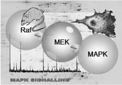 Biol403 MAP kinase signalling The mitogen activated protein kinase (MAPK) pathway is a signalling cascade activated by a diverse range of effectors.