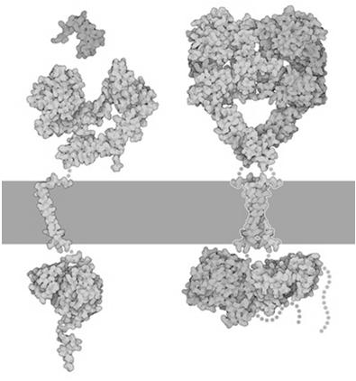 EGF binds to the EGF receptor - a tyrosine kinase-based receptor. Binding of EGF causes the monomeric receptor to dimerize and undergo cross-phosphorylation and activation.