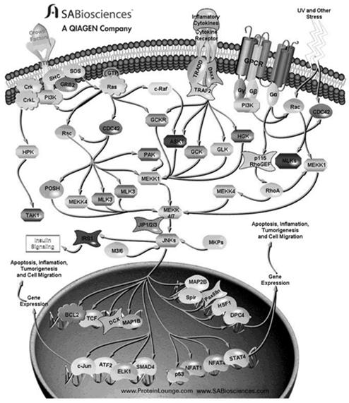 The JNK pathway The major activators of this pathway are cytokines, certain G- protein coupled receptors and cell stress. JNKs control apoptosis and development of cells of the immune system.