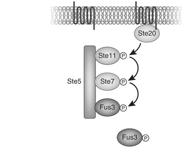 In response to the presence of pheromone (α-factor), Ste20 is activated at the cell membrane and in turn activates Ste11.