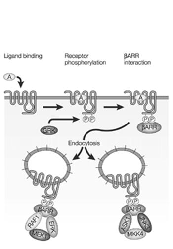 β-arrestins β-arrestins are well established regulators of G-protein coupled receptors (causing dissociation of heterotrimeric G proteins). They also directly regulate MAPK cascades.