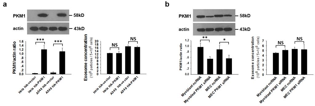 Supplementary Figure 4. Pyruvate kinase activity of PKM is not relevant to tumor cell exocytosis.