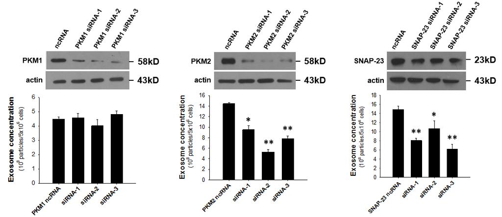 Supplementary Figure 8. Western blot detection of the knockdown effects of PKM1, PKM2 and SNAP23 sirna oligos.