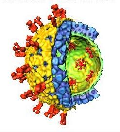 Rotavirus Facts Two important antigens on outer surface that induce neutralizing antibody: Glycoprotein (G) and attachment protein (P)