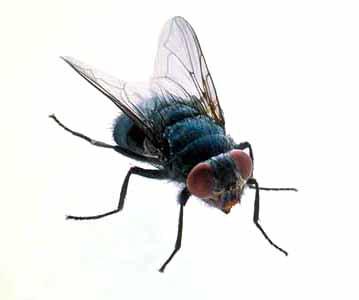 . Results 50 % of the flies became positive within 48 hours 30% of the flies were positive 15