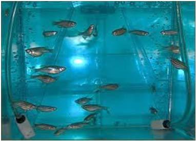 39/tank/day (max fish per tank) 100-200 embryos weekly per sexually mature female Functional vision by 5 days of age