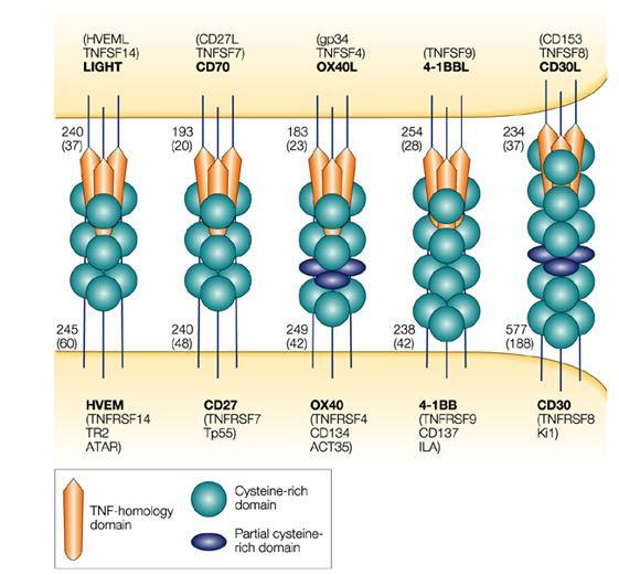 APC T cell Illustration 2. Michael Croft, Nature Reviews Immunology (23) 3. 69-62. TNFR family members in costimulation There are 27 TNF-ligands identified so far with biological functions.