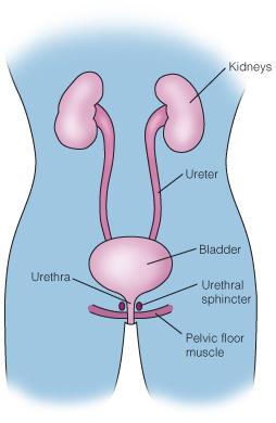 Urine is made in your kidneys and stored in your bladder. Your pelvic floor muscles help your bladder hold in urine. Your kidneys make urine.