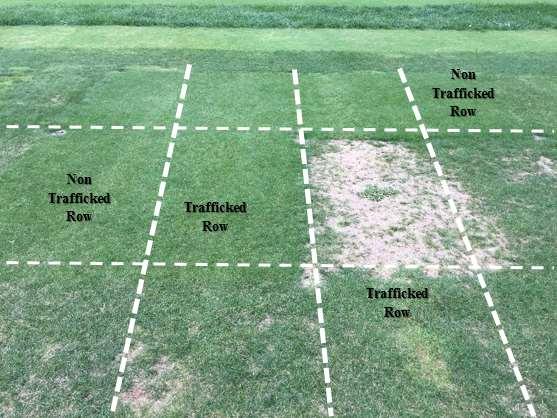 turf plots subjected to traffic and