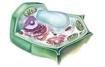 Animal Cell Structures